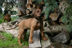 macabeela_IMG_4221